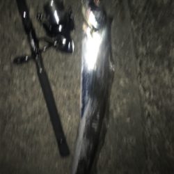 タチウオ来てます！