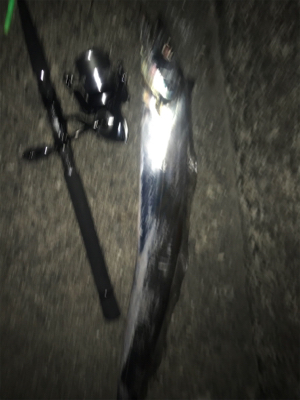 タチウオ来てます！