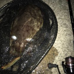 やっと春コウイカGET (^^)/