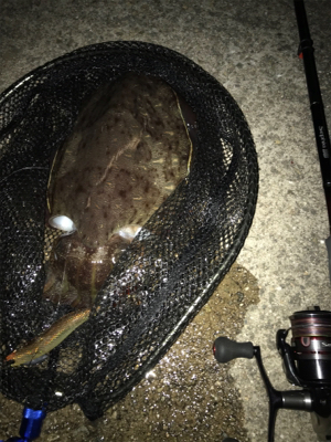 やっと春コウイカGET (^^)/