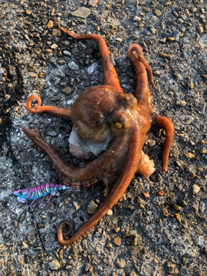 イカじゃないアイツ