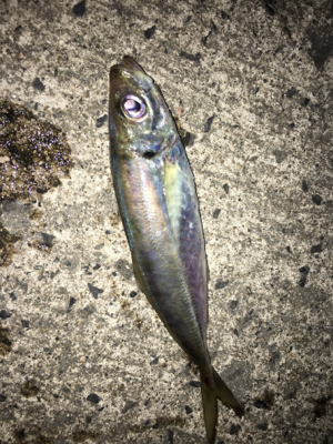 ナイトアジング