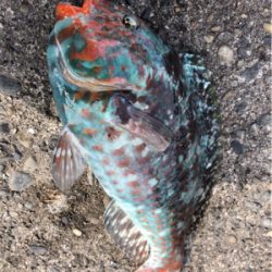 美味しい外道♪