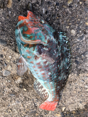 美味しい外道♪