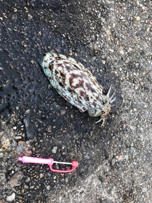 酢の物で食べました。