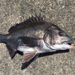 日中ポカポカ陽気でチヌねらい