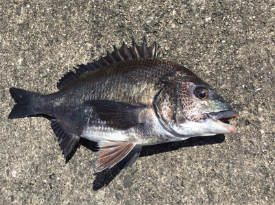 日中ポカポカ陽気でチヌねらい