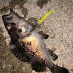 トーナメント後の函館