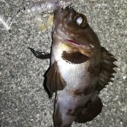 ナイトメバリング