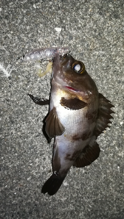 ナイトメバリング