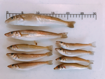 濁りがキツかった…