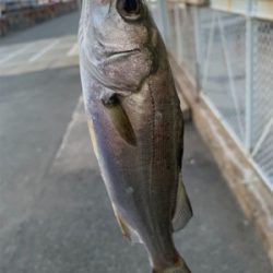 シーバスとタケノコ