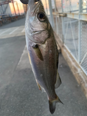 シーバスとタケノコ