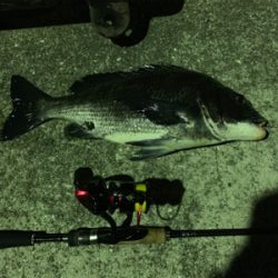 メバリングでチヌ！