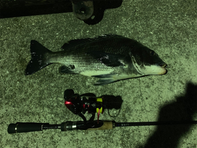 メバリングでチヌ！