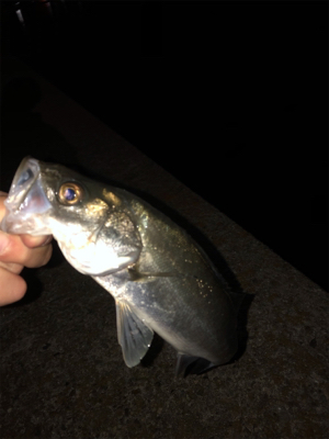 アジング爆釣！！