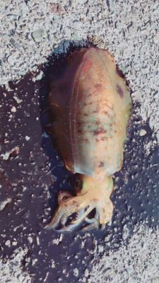 瀬戸内海でもアオリイカシーズン来たかな？