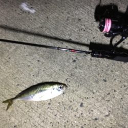 一応裏切らないアジ