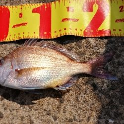 今年初のキス釣り~