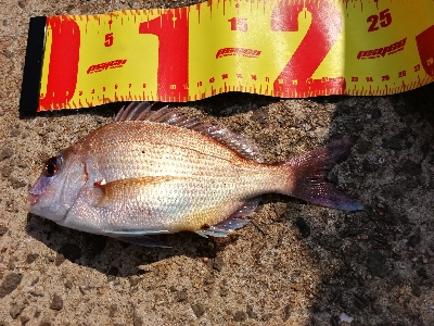 今年初のキス釣り~