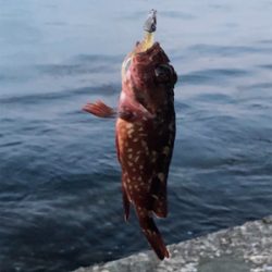 アオリはいつ？