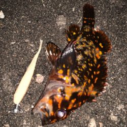 釣りがしやすい時期ですねぇ