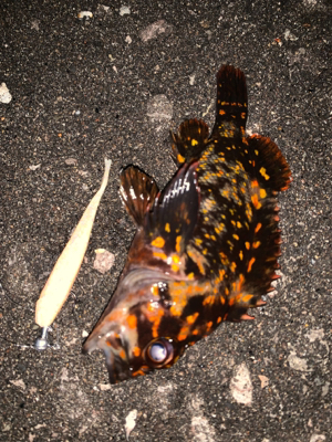 釣りがしやすい時期ですねぇ