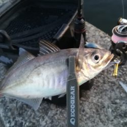 久しぶりのアジング