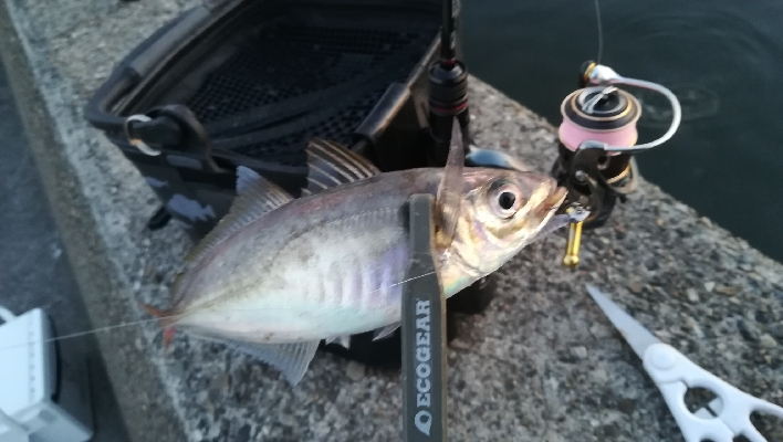 久しぶりのアジング