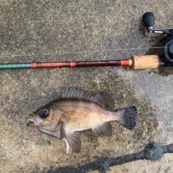 メバルツバスチーバス、アブラメぽろりからの〜