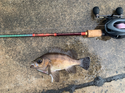 メバルツバスチーバス、アブラメぽろりからの〜