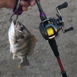 キビレ狙いの黄チニング