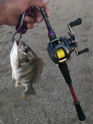 キビレ狙いの黄チニング