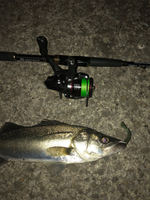 神戸湾奥 ナイトゲーム