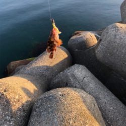 魚が釣りたくて