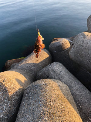 魚が釣りたくて