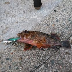 安定のガシラその1