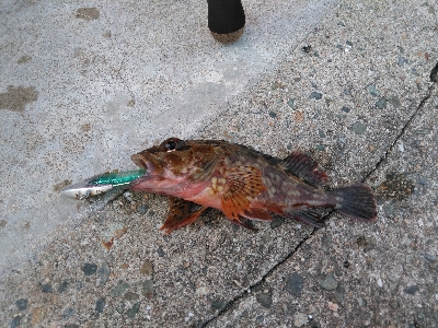 安定のガシラその1