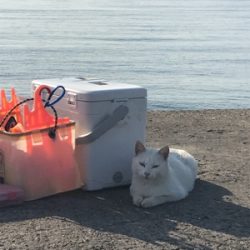 キス調査空振り