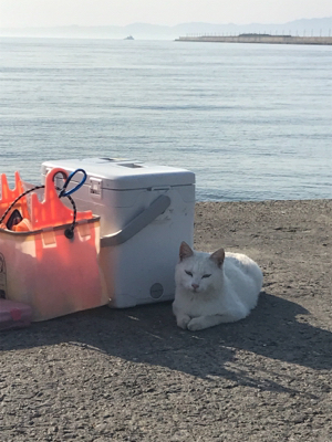 キス調査空振り