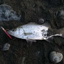 ショアジギで3目達成