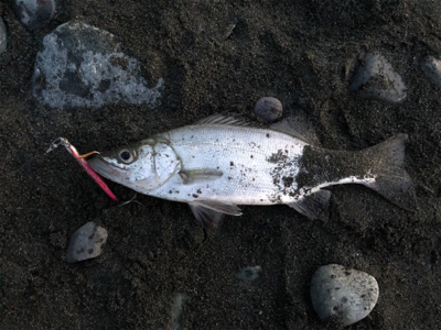 ショアジギで3目達成