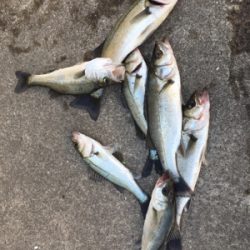 朝マヅメからエビ撒き