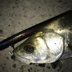 バチパターン調査