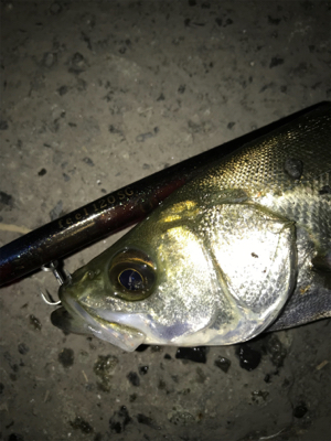 バチパターン調査