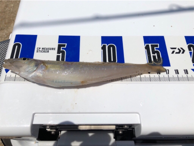 ちょい投げでキス