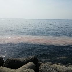 海がばっちい(´・д・`)