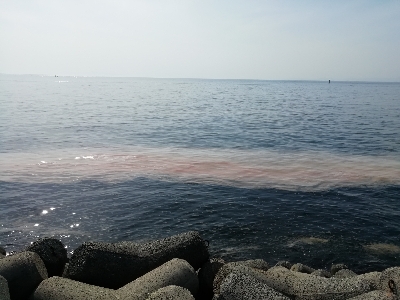 海がばっちい(´・д・`)