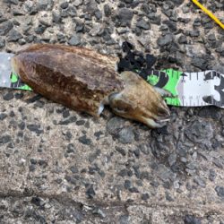 この時期、ありきたりですが