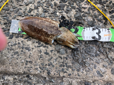 この時期、ありきたりですが